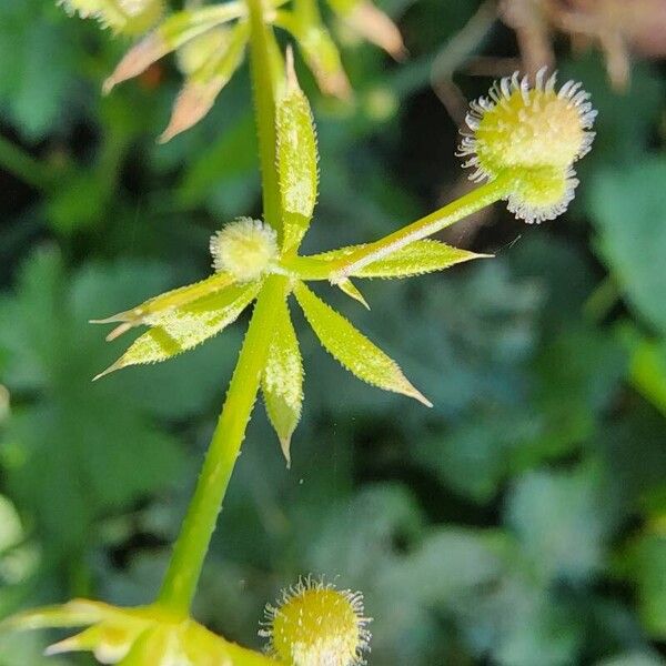 Galium spurium Leaf