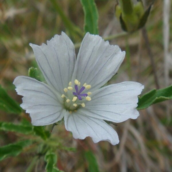 Monsonia angustifolia പുഷ്പം