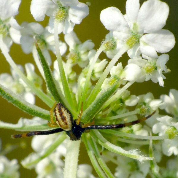 Daucus carota Kukka