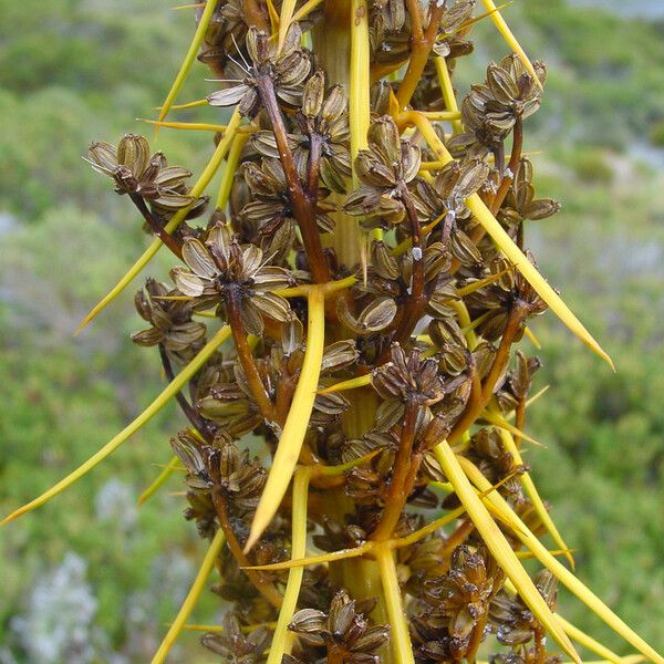 Aciphylla aurea Fruitua