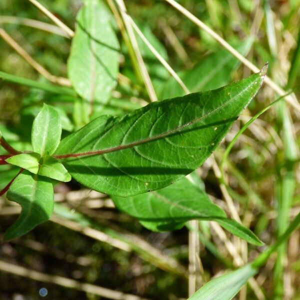 Cuphea ignea Leaf