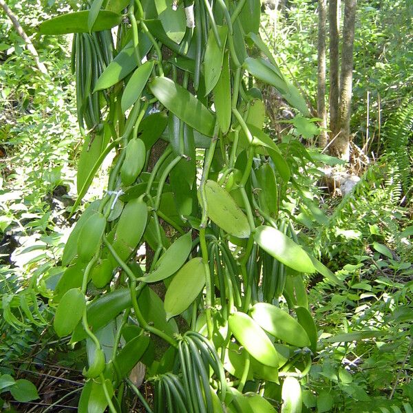 Vanilla planifolia Habitus