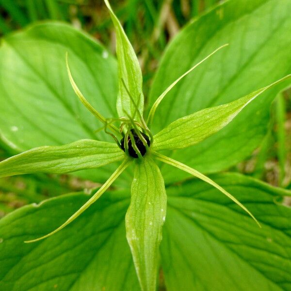 Paris quadrifolia Flower