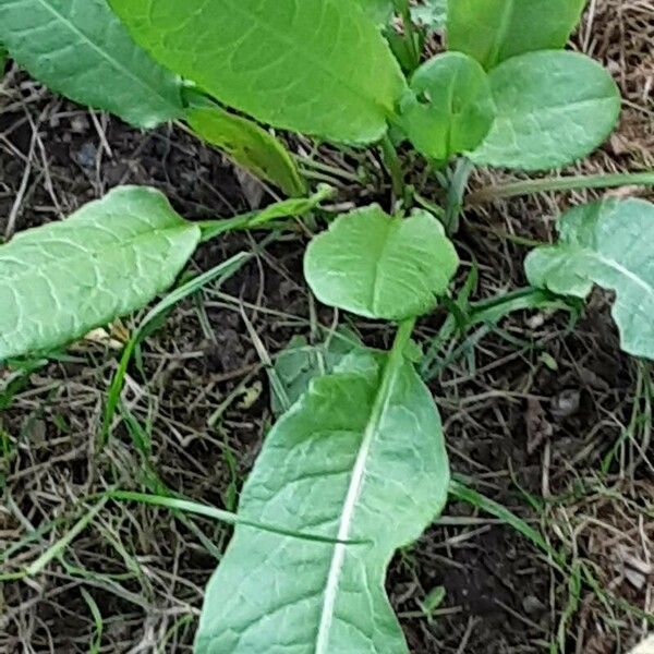 Rumex obtusifolius Leaf