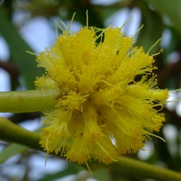 Acacia saligna Λουλούδι