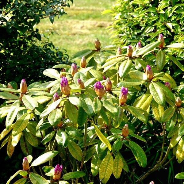 Rhododendron ponticum Habit