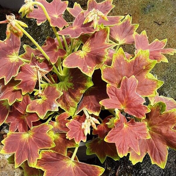 Pelargonium inquinans Liść