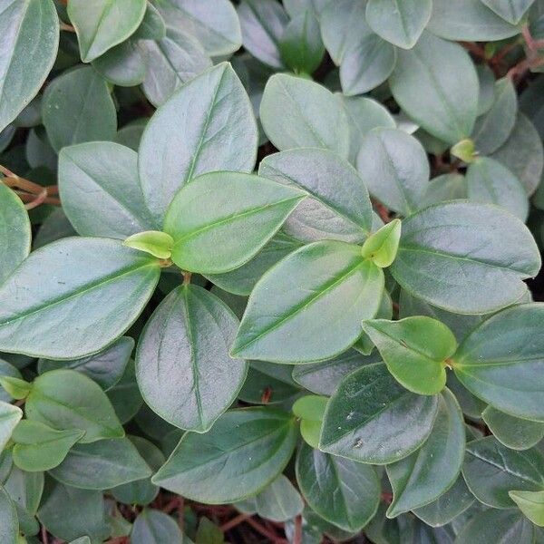 Peperomia rotundifolia Blad