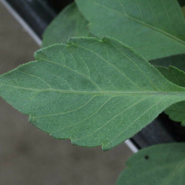 Dahlia spp. Leaf