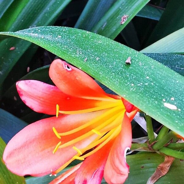 Clivia × cyrtanthiflora Flower