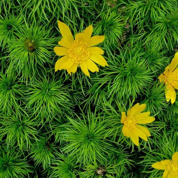 Adonis vernalis 花