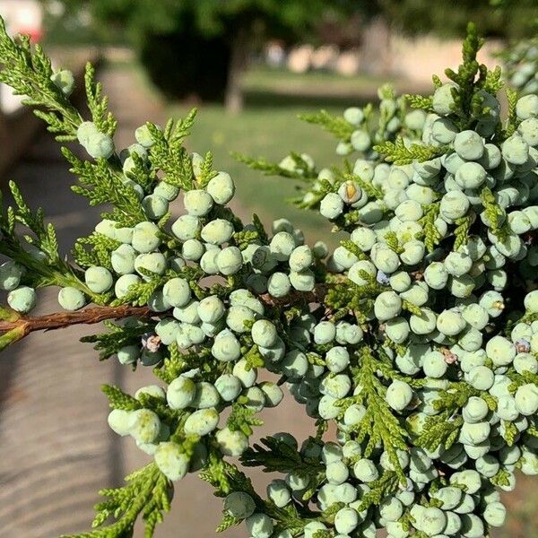 Juniperus virginiana 果實