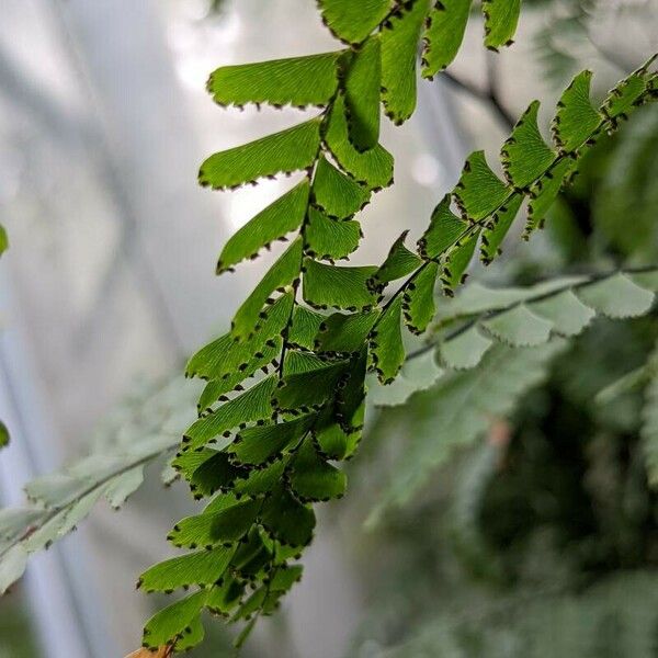 Adiantum polyphyllum 果實