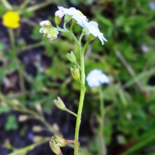 Myosotis scorpioides 花