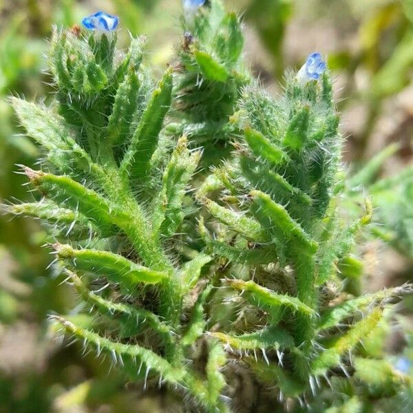 Anchusa arvensis 花