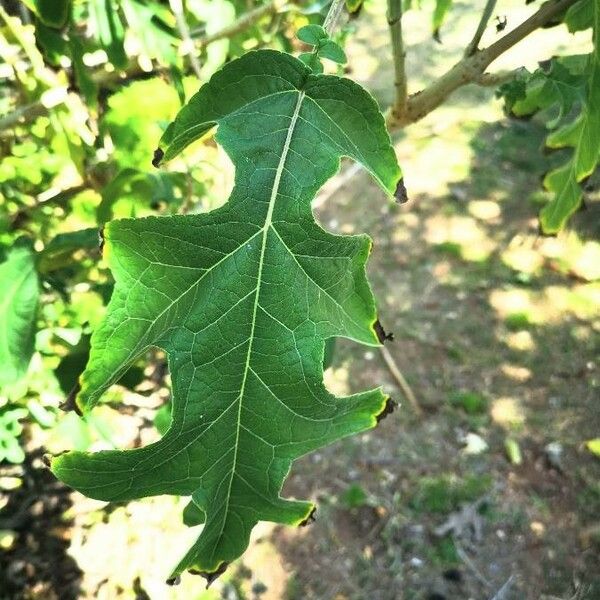 Montanoa hibiscifolia Hostoa