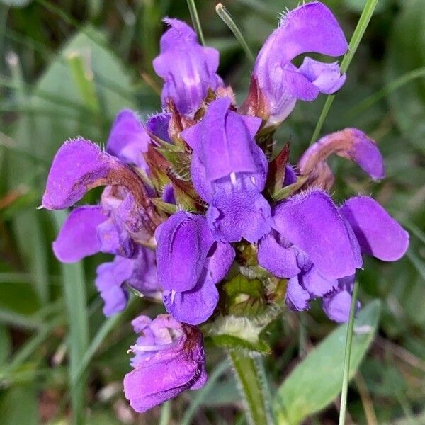 Prunella grandiflora 花