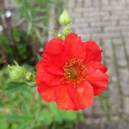 Geum coccineum Kvet