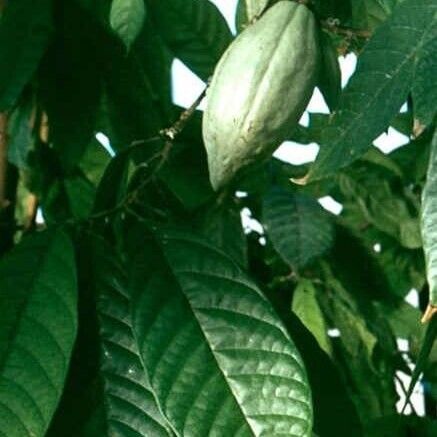 Theobroma cacao Yaprak