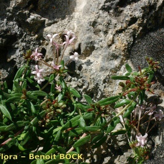 Plocama calabrica Habit