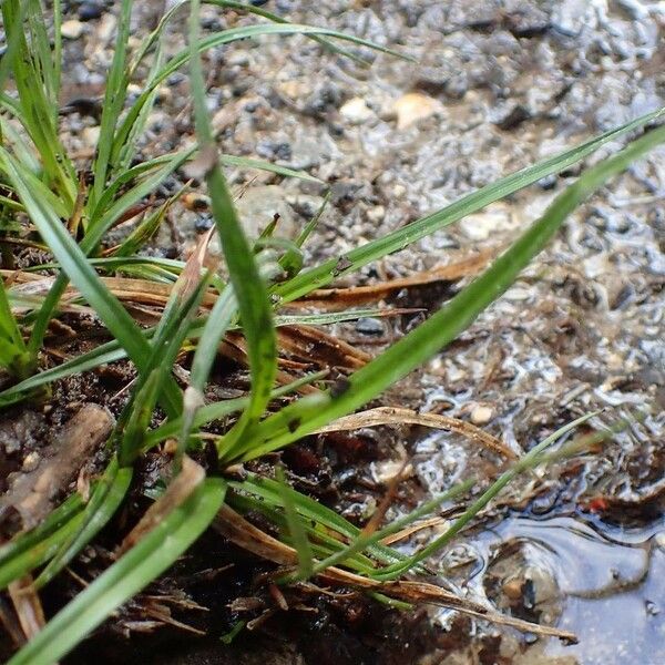 Carex oederi موطن