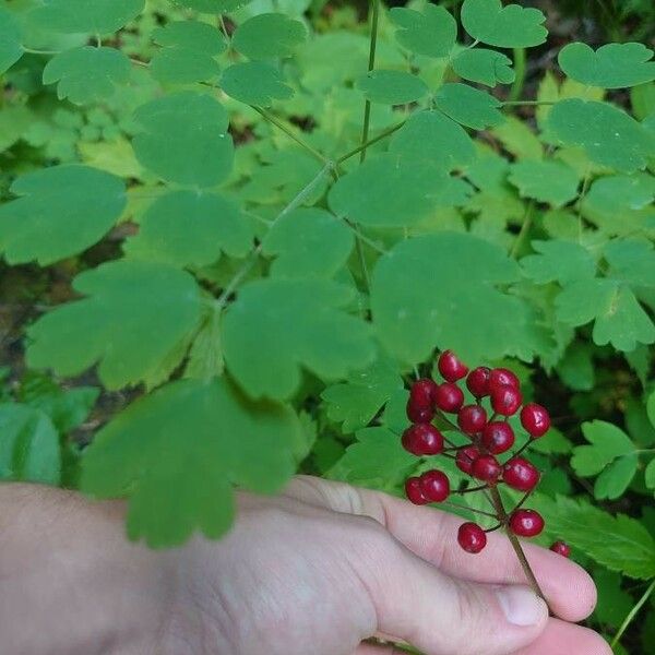 Actaea rubra Φρούτο