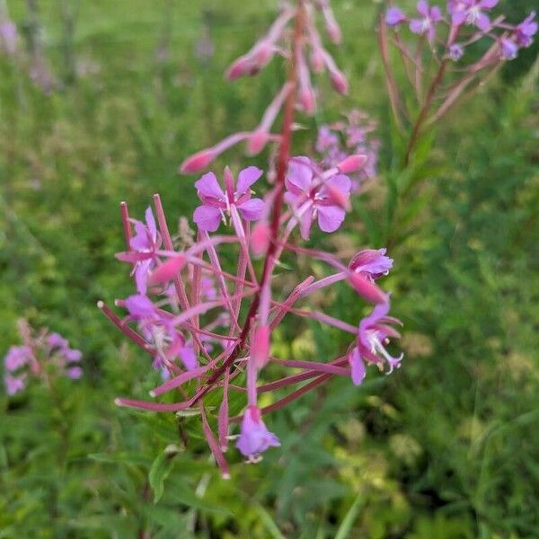 Epilobium angustifolium 花