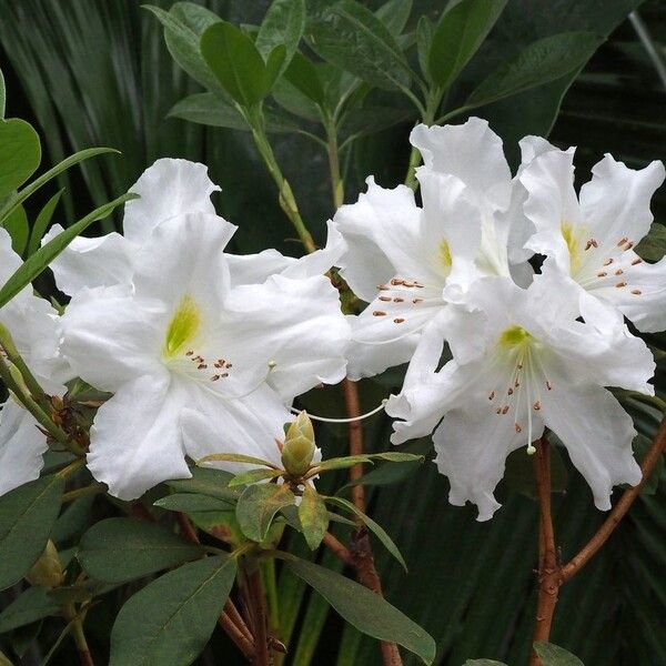 Rhododendron ciliicalyx