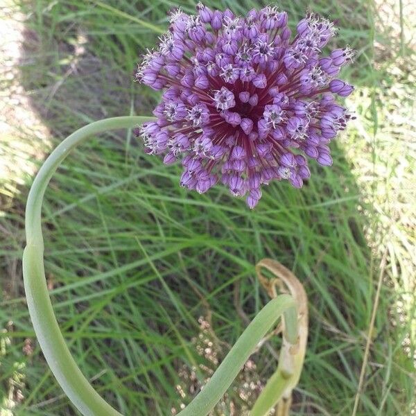 Allium ampeloprasum Kvet
