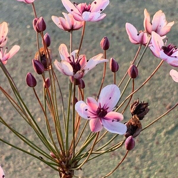 Butomus umbellatus Цветок