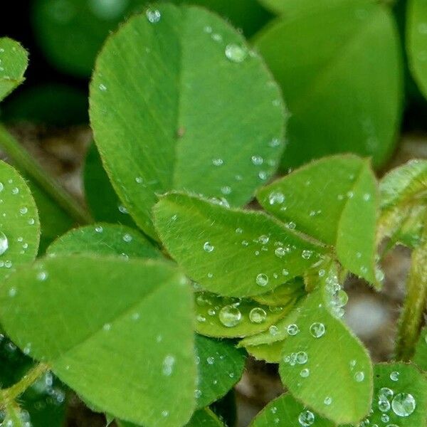 Medicago polymorpha Outro