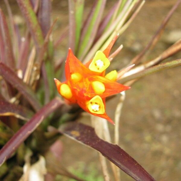 Guzmania nicaraguensis Flor