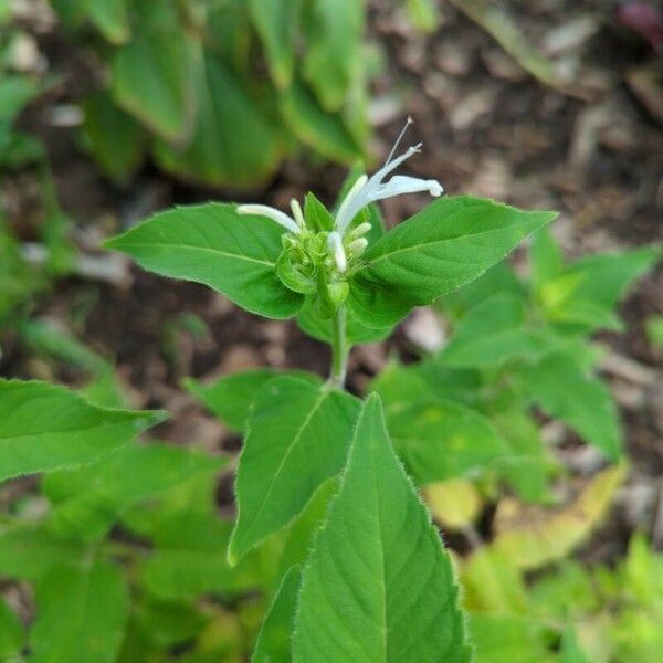 Monarda clinopodia Fiore