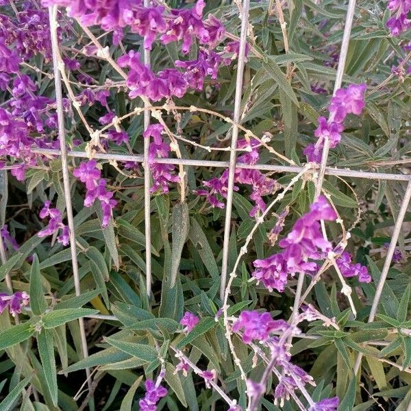 Salvia leucantha Flower