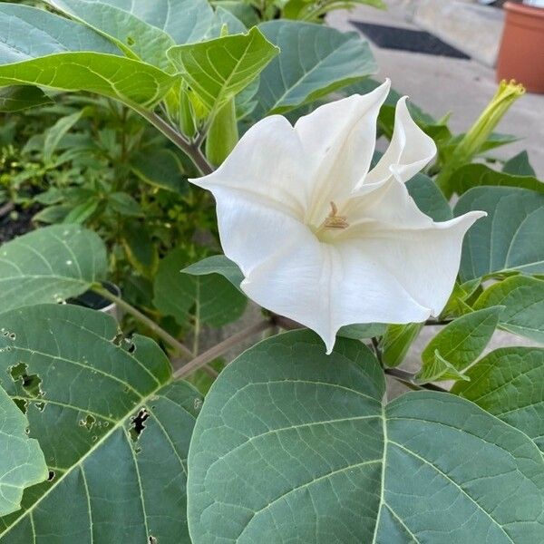 Datura inoxia ফুল