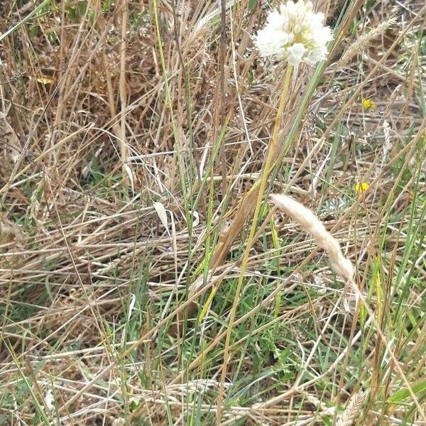 Allium pallens Habitus