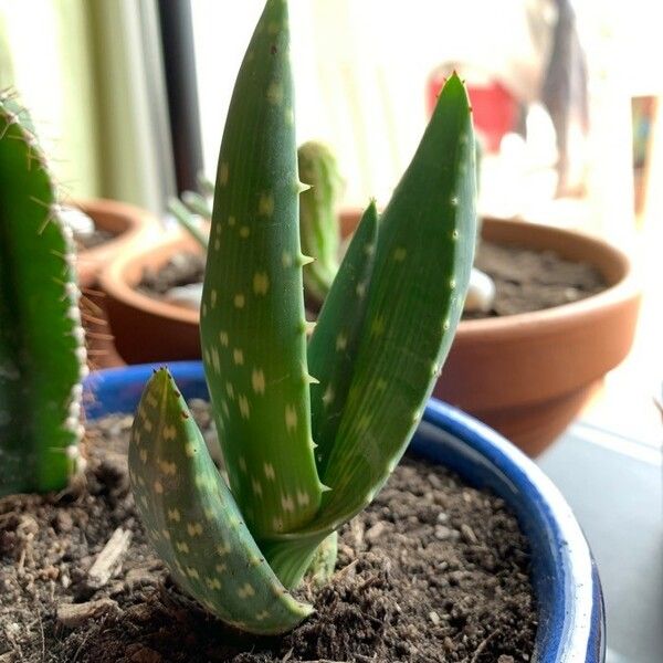 Aloe gariepensis Folha