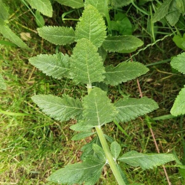 Salvia abrotanoides Leaf