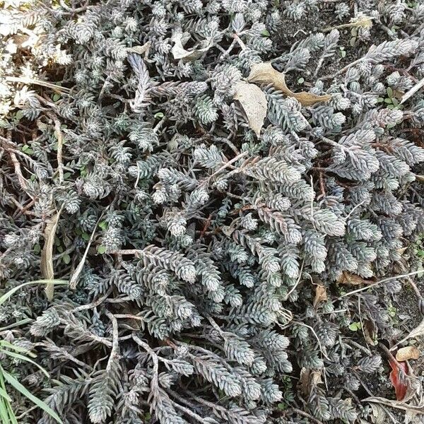 Petrosedum ochroleucum Leaf