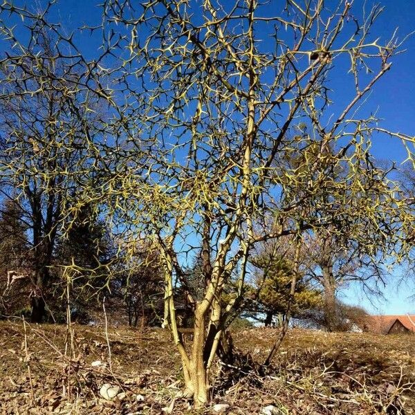 Citrus trifoliata Habitus