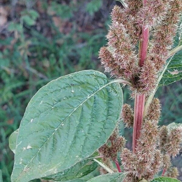 Amaranthus retroflexus Floro