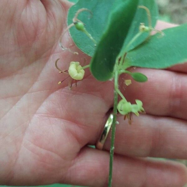 Medeola virginiana Květ