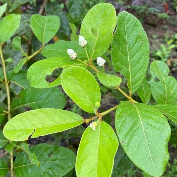 Psidium guineense Lapas