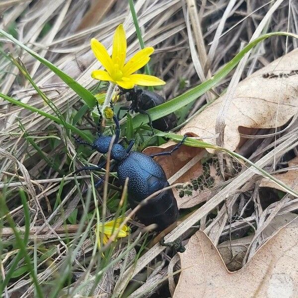 Gagea bohemica Hàbitat