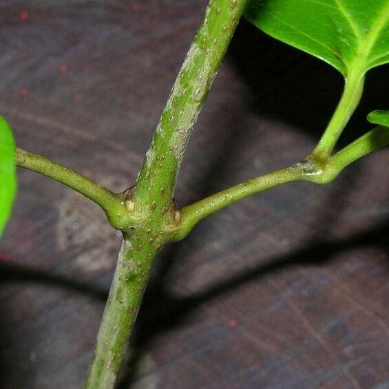 Tanaecium pyramidatum Rusca