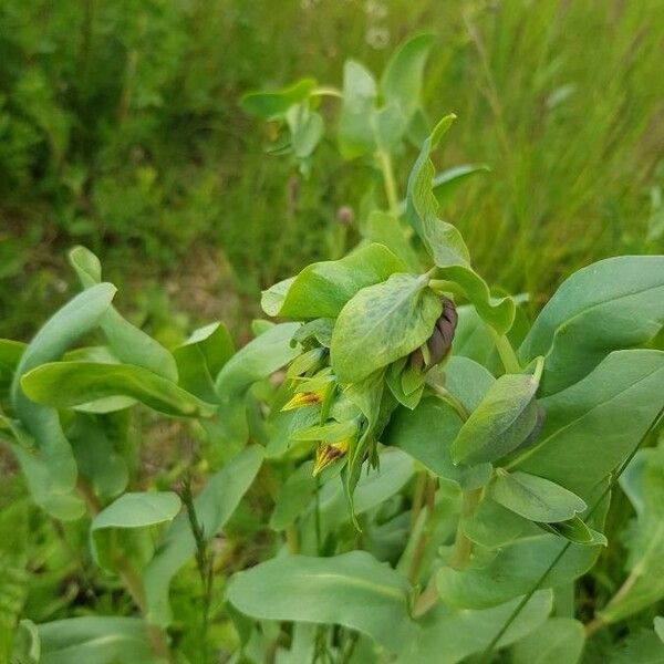 Cerinthe glabra Flower