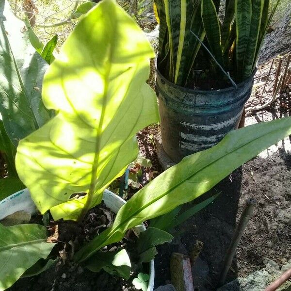 Anthurium cubense Feuille