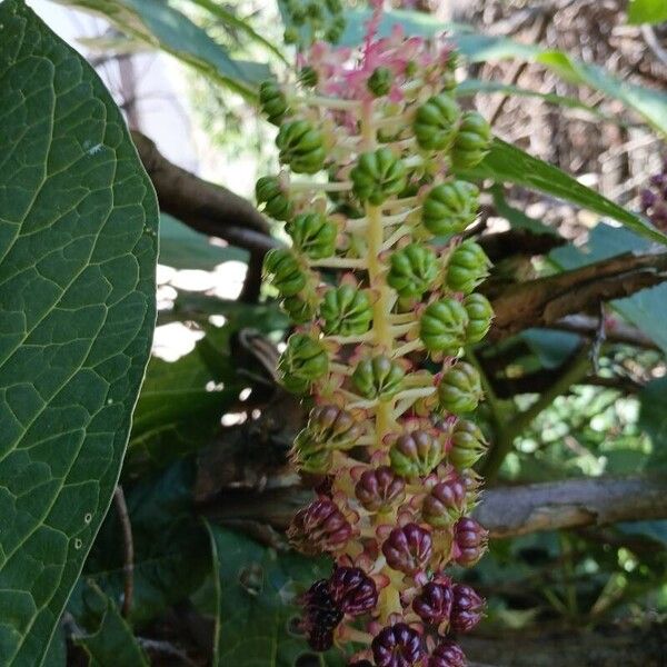 Phytolacca acinosa Frukto