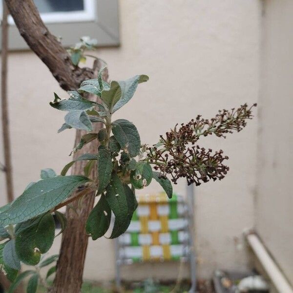 Buddleja davidii Leaf