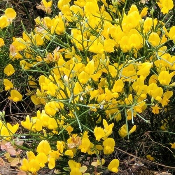 Genista acanthoclada Flower